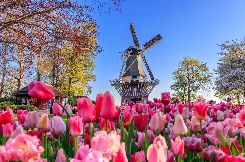 Keukenhof Gärten und Zaanse Schans Windmühlen Geführte Tagestour ab Amsterdam