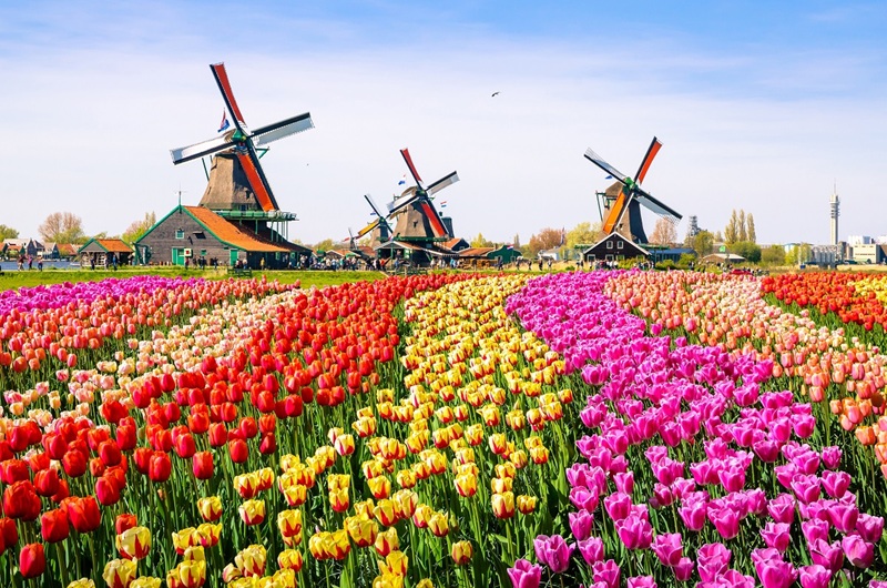 Keukenhof Gärten und Zaanse Schans Windmühlen Geführte Tagestour ab Amsterdam