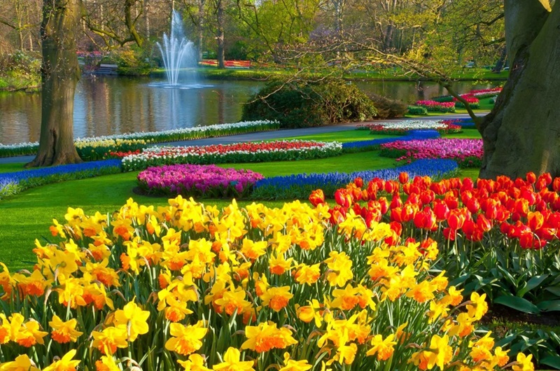 Visita guiada de un día a los Jardines Keukenhof y los Molinos de Viento Zaanse Schans desde Ámsterdam